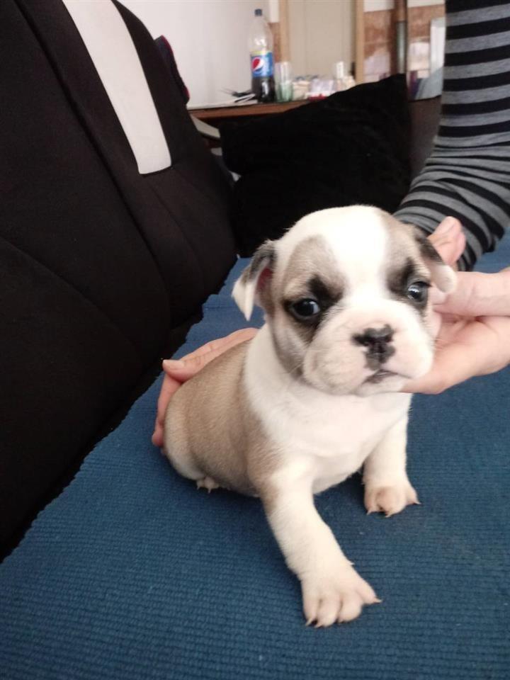 Francuski-buldog-stenad