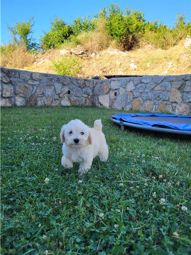 Maltezeri