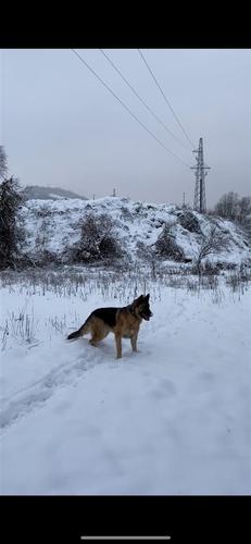 Njemački Ovčar 