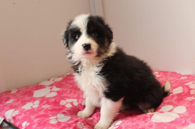 Border Collie štenci za usvajanje