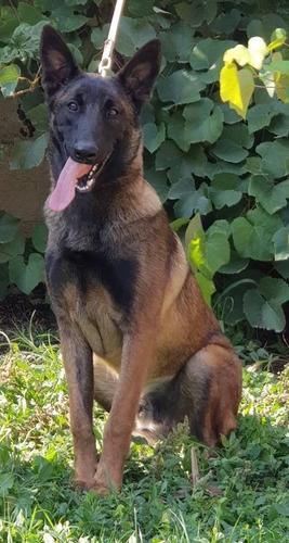 Malinoa-Belgijski Ovčar štenci