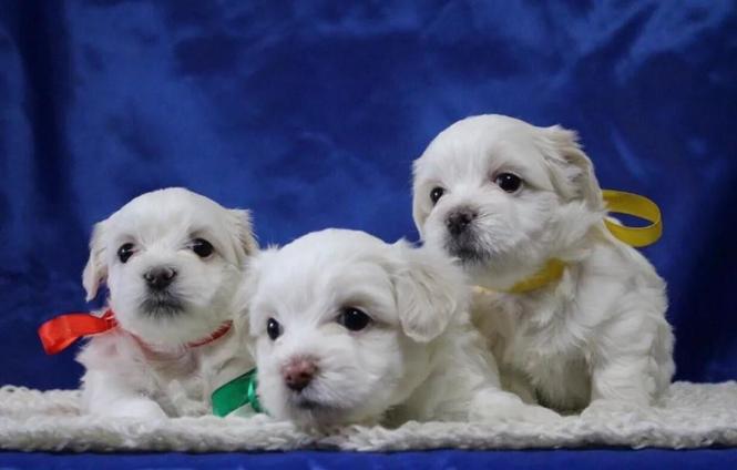 Maltezer i coton de tulear stenci na prodaju 