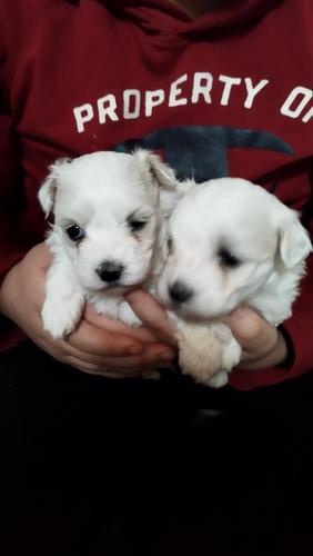 Maltezer 