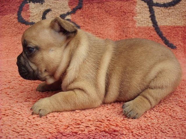 Francuski buldog stenad