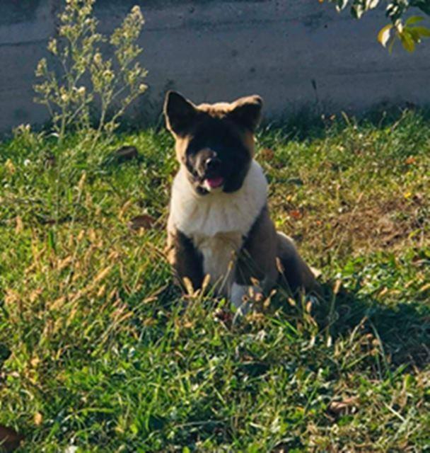 Americka-akita--prelepa-stenad-