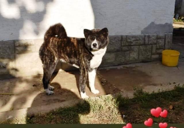 Akita-inu-ženka