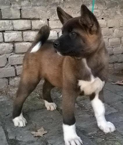 Američka akita, kvalitetna štenad