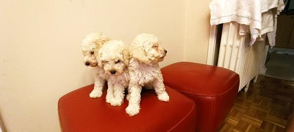 Toy-Pudle-bele-boje