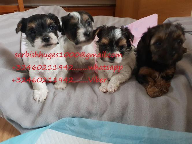 Beutiful Tiny Yorkies