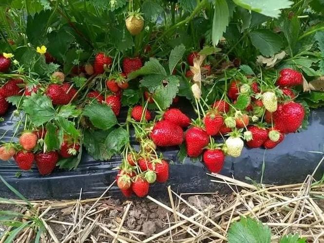 PRODAJA SADNICA JAGODE OD FRIGA:MAJA,ALBA,ROKSANA,KLERI
0.25
