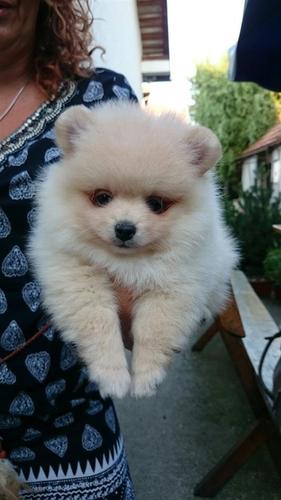 Pomeranski spic