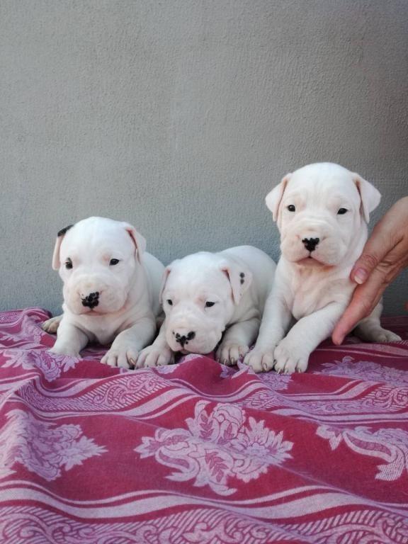 Dogo-Argentino-stenci