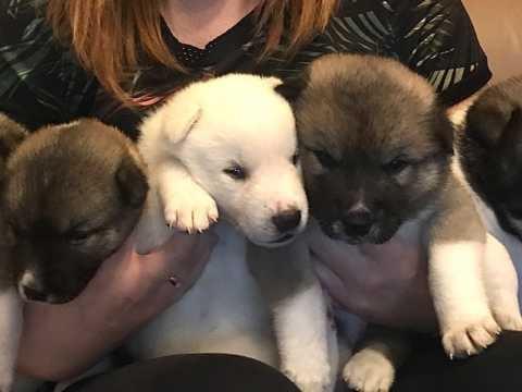 Lijepi psići Akita.