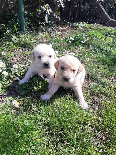 Štenci Labrador Retriver