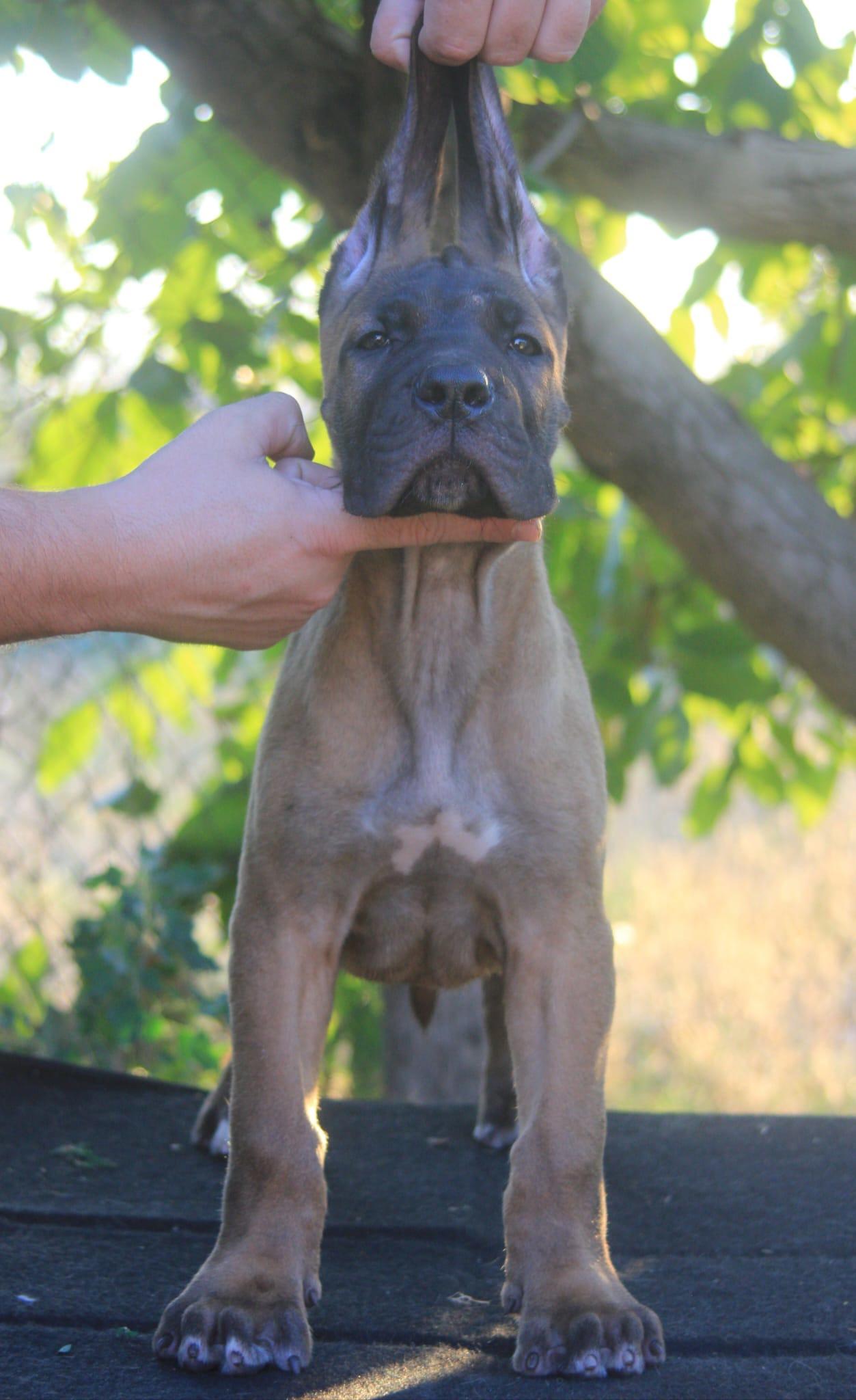 Cane-Corso-štenci
