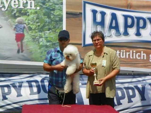 Kovrdzavi Bison slobodan za parenje