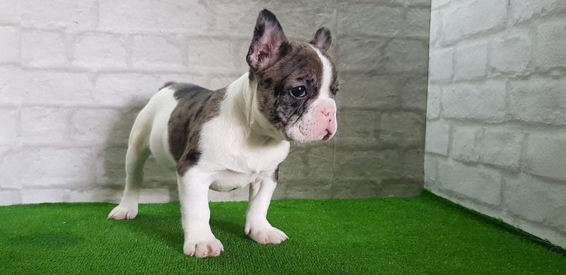 Francuski-buldog--merle-ženka