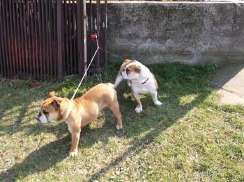 Engleski buldog - zenke
