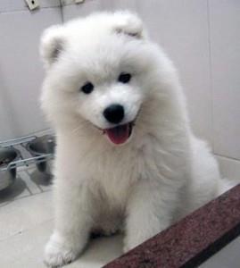 6 Beautiful Healthy Samoyed štenaca