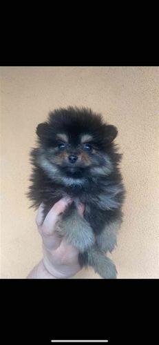 Pomeranac boo 