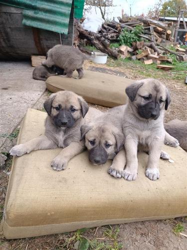 kangal stenci