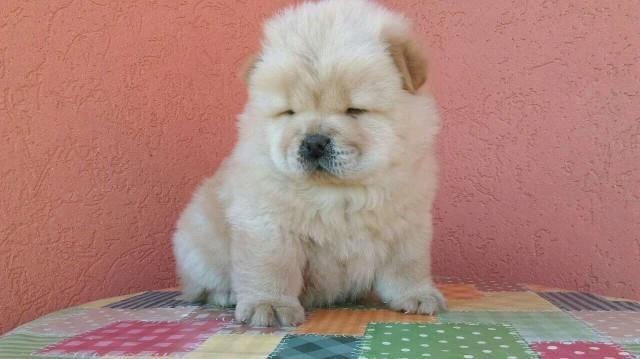 Chow-chow-cau-cau-stenad