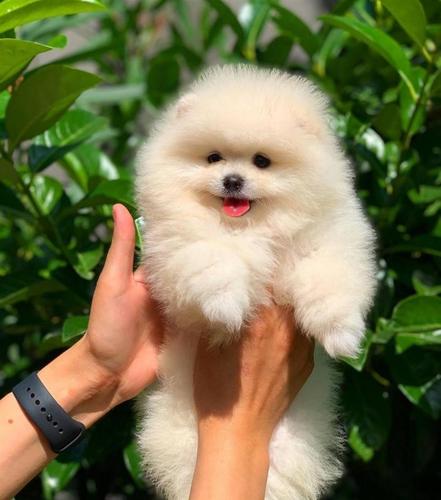 POMERANIAN BOO 