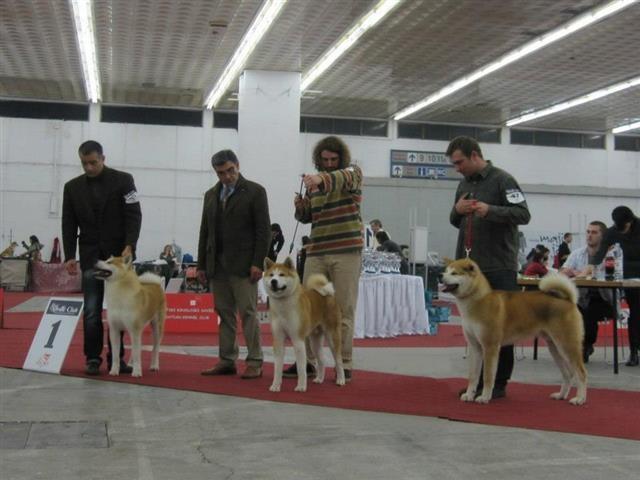 Akita inu stenci