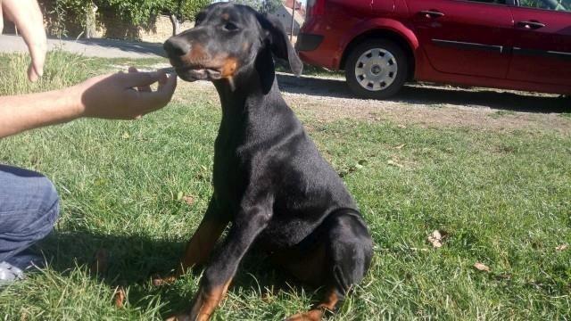 Doberman stenci