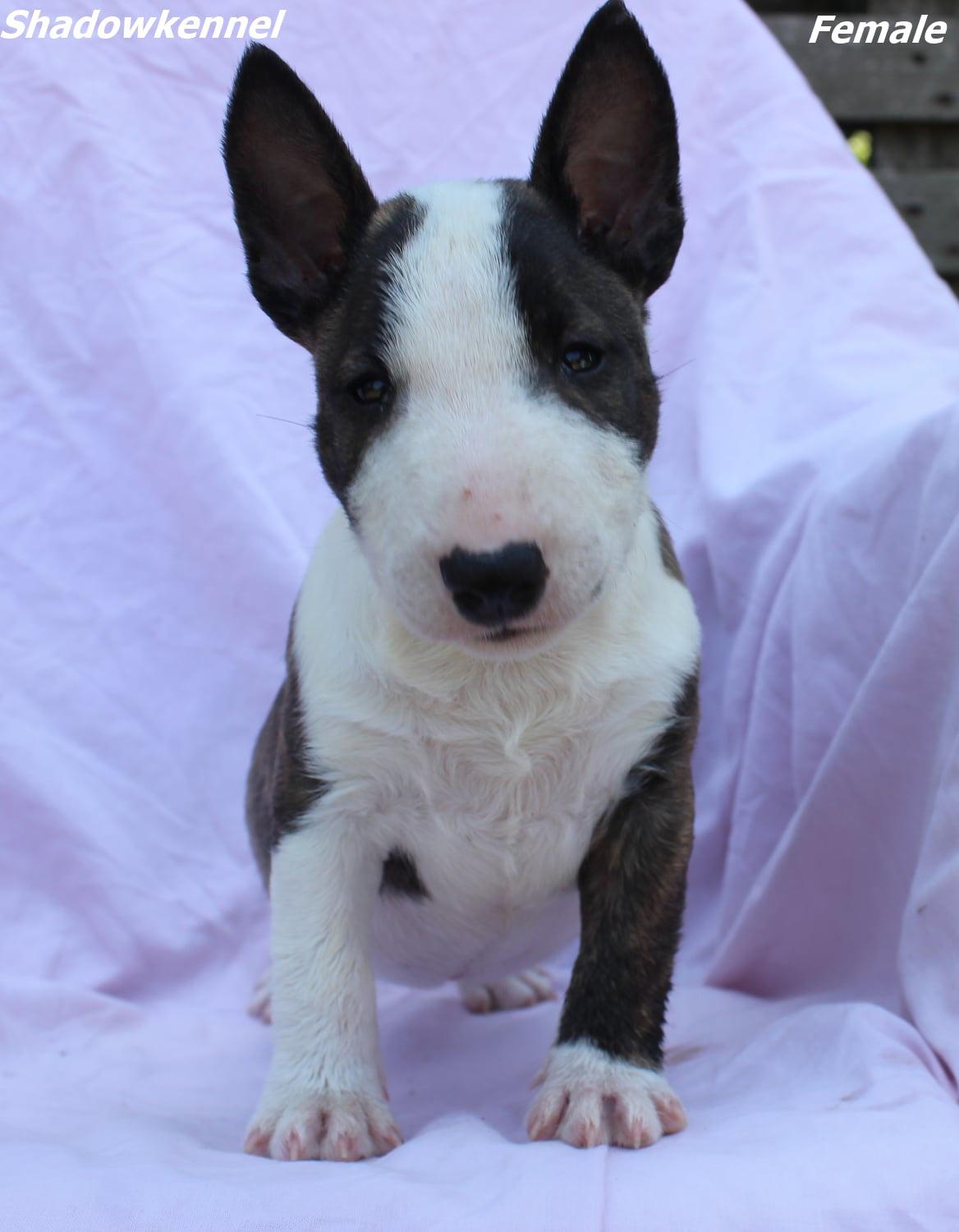 Mini-Bull-Terijer-prelepi-štenci