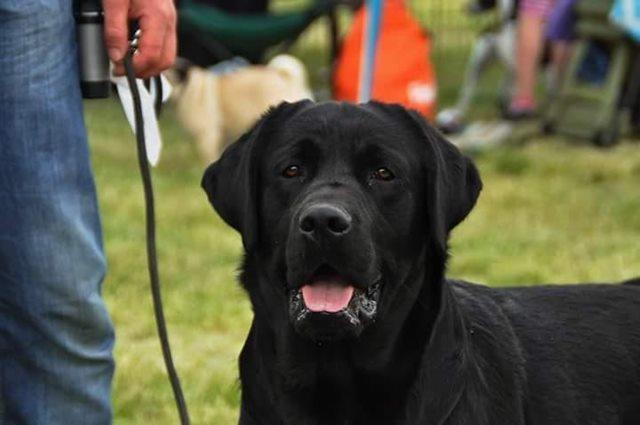 Labrador retriver POSEIDON – slobodan za parenje  