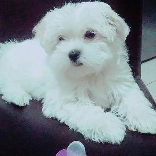 Maltezer 