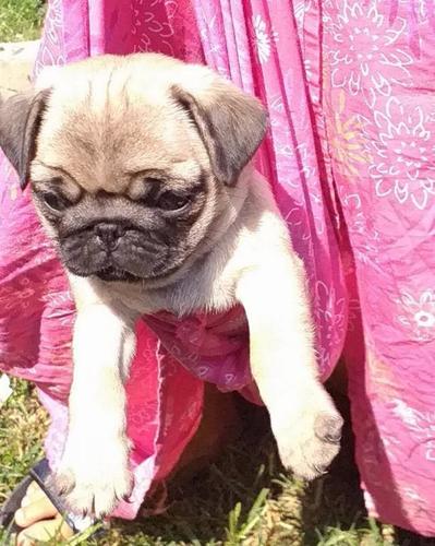 Mops stenci