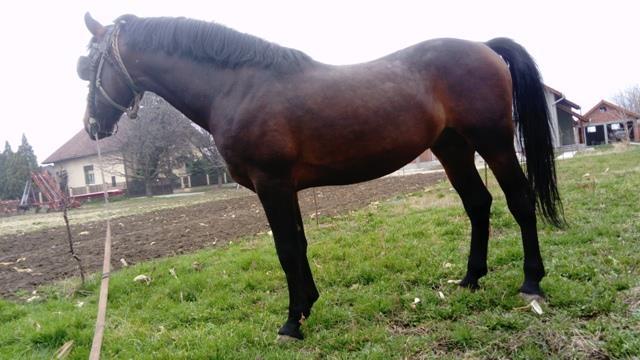 Nonius, pastuv i kobila