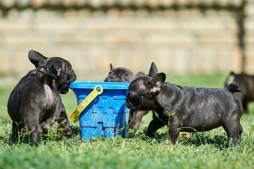 Francuski-buldog-štenci