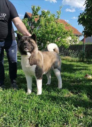 Američka-Akita--štenci-