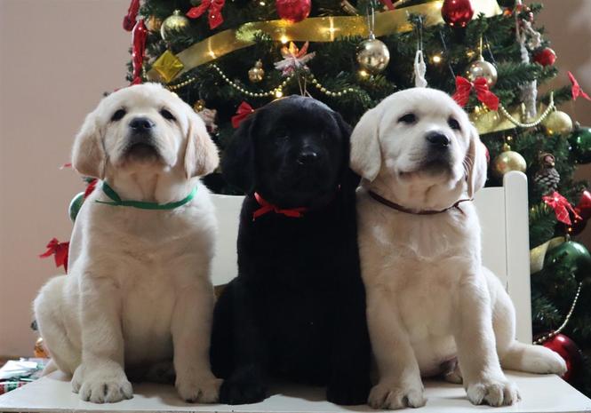 Labrador štenci