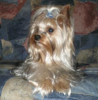 JORKŠIRSKI TERIJER, štenci