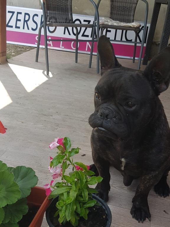 Francuski-buldog-slobodan-za-parenje