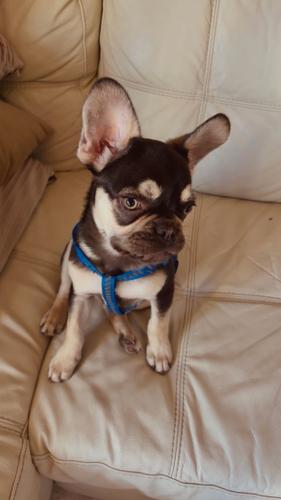 Francuski Buldog