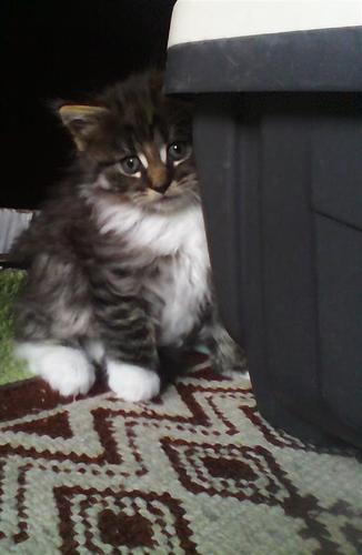 Maine coon macici