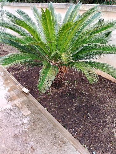 Cikas palme