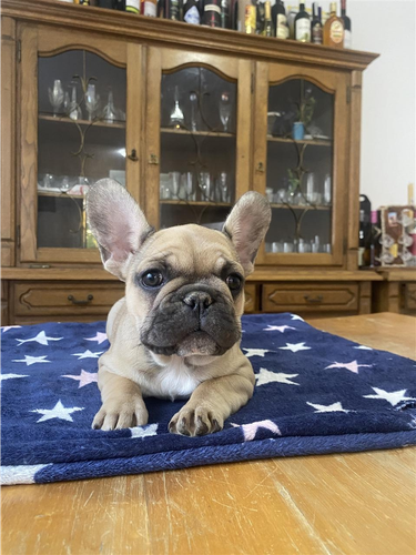 Francuski buldog štene