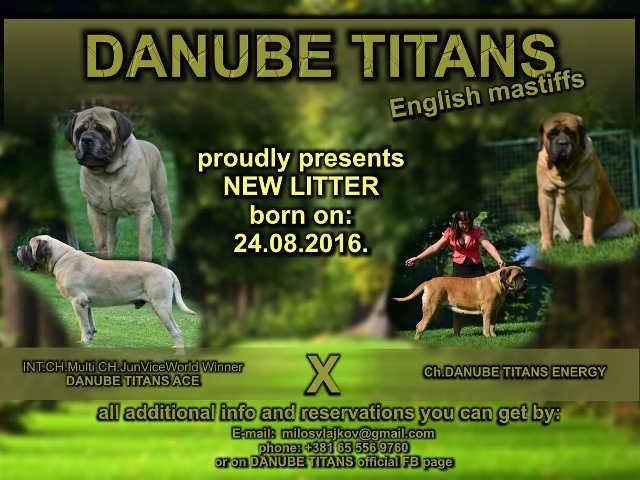 ENGLESKI MASTIFF - rezervacija vrhunskih stenaca