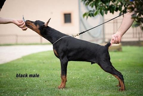 Doberman stenci