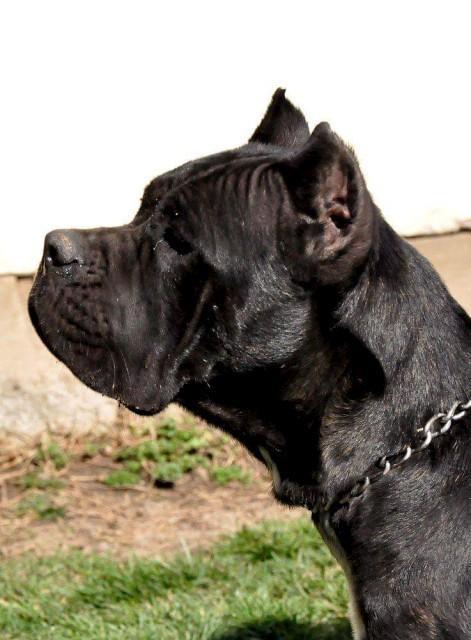 Cane-corso-stenci