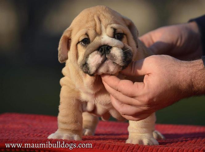 Engleski Buldog