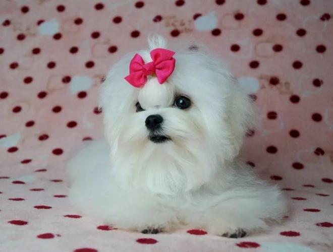 Maltezer i coton de tulear stenci na prodaju 