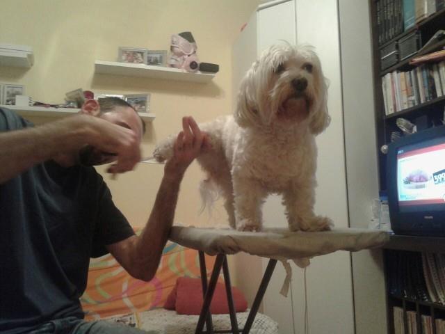 Sisanje pasa i macaka i strucni saveti veterinara