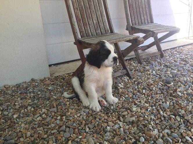 Bernard Pups za prodaju